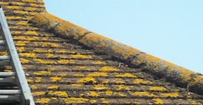 Guildford roof before cleaning and moss removal